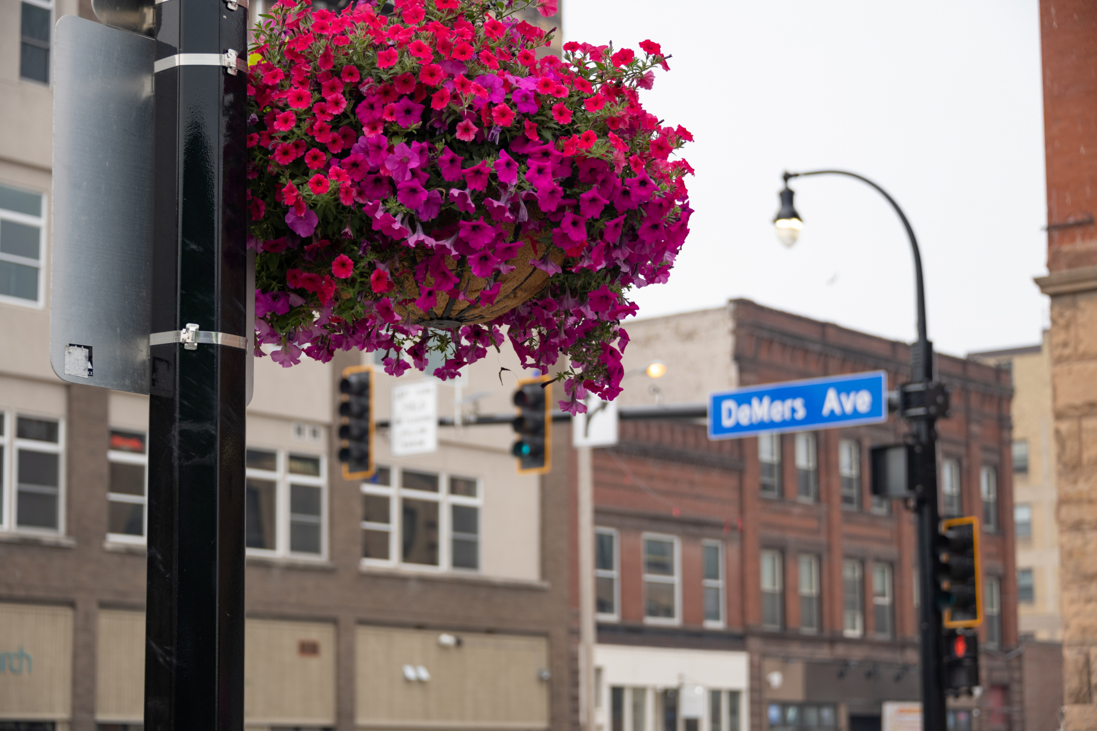 a colorful flowering plant decorates a light pole along a town road